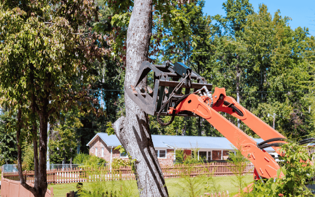How To Remove A Tree