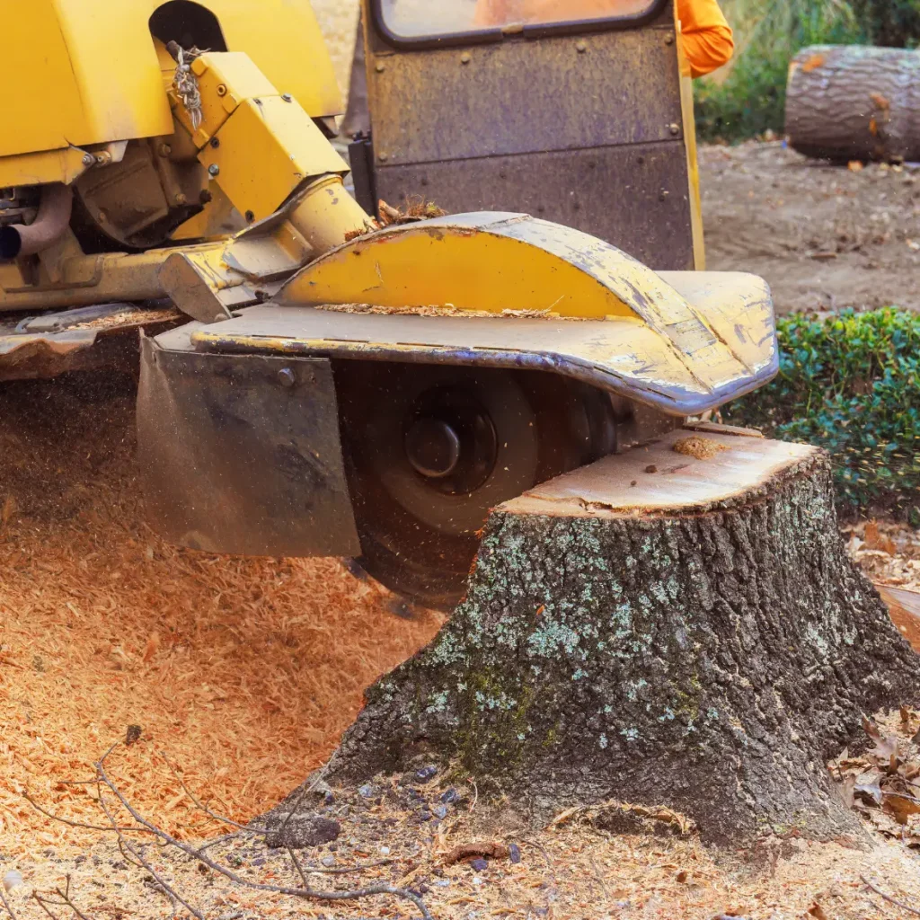 stump grinding services in gastonia nc 1