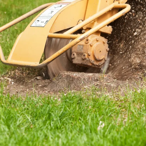 stump grinding services in gastonia nc 2